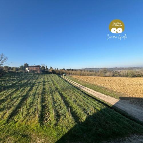 weinreben